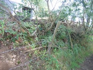 Garden Before Gabion Installation